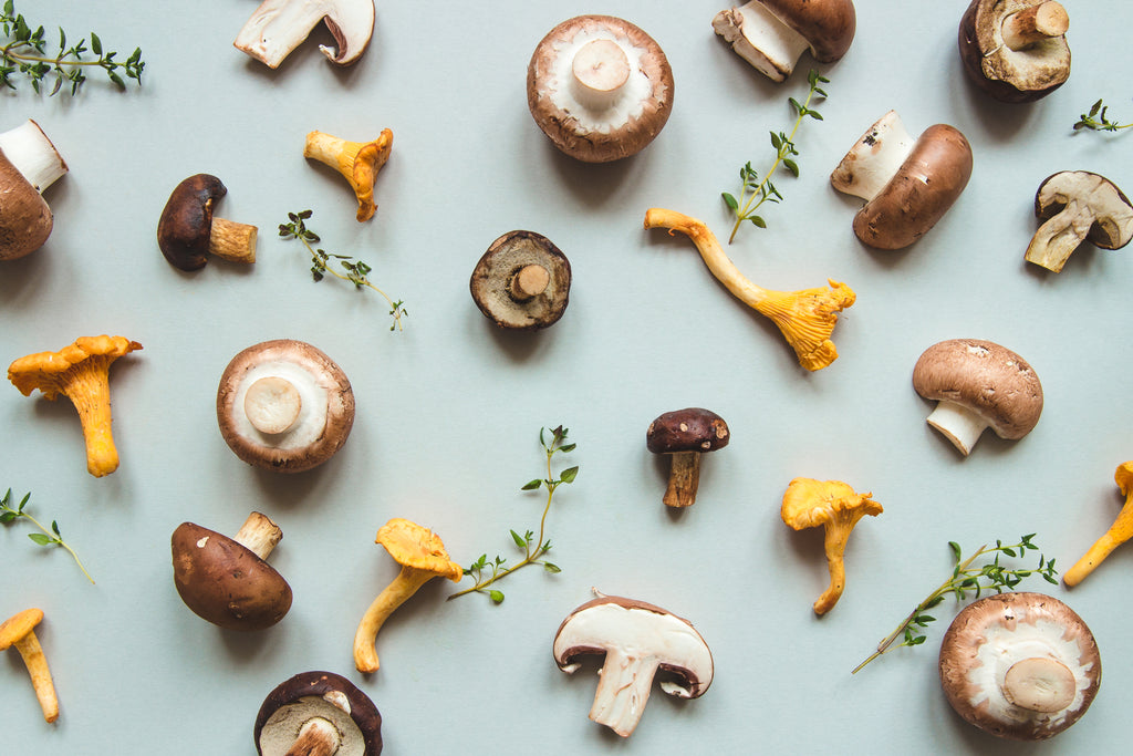 A Guide to Adaptogenic Mushrooms